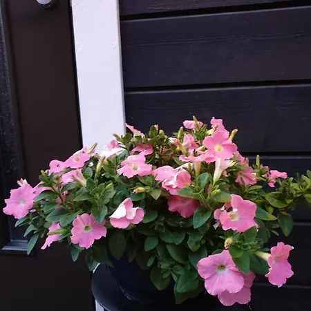 Norppa 度假村 萨翁林纳